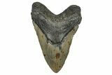 Fossil Megalodon Tooth - North Carolina #348164-1